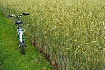 Fototapeta na wymiar bike standing on the side of the green field of ripening wheat in the summer