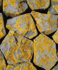 Gelbe Flechten auf Fels