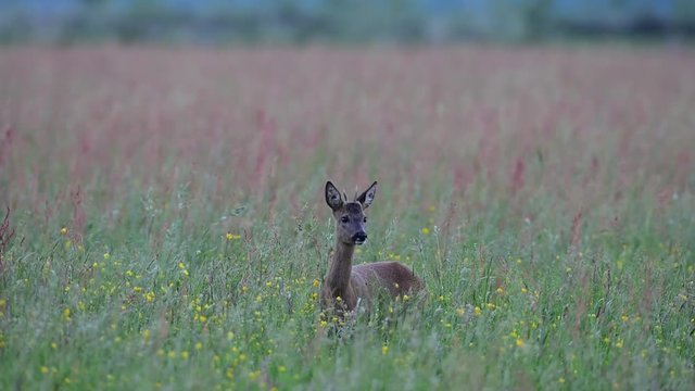 Junger Rehbock steht in Wiese und sichert, Mai