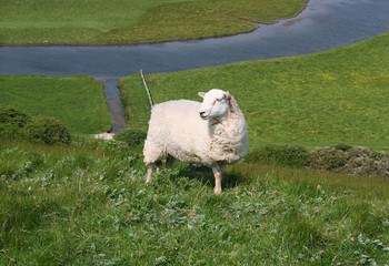 Schaf auf der Wiese