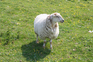Schaf auf der Wiese