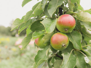 three red apple on tree