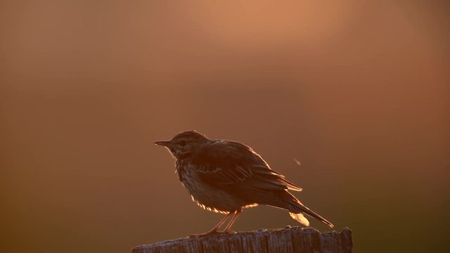 Wiesenpieper singt sein Morgenlied, Juni