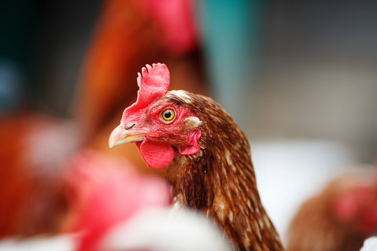 Brown hen in a farm. Chicken in henhouse. Shallow depth of field. Selective focus.