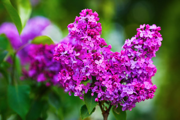 Lilac in bloom. Blooming purple lilac flowers and green leaves in the garden. Shallow depth of field. Selective focus.