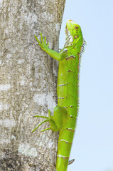 Green lizard on a tree trunk on nature. Vivid green lizard known as Iguana in Brazil. Animal found...
