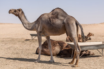 majestätisches Kamel 