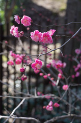 Fototapeta na wymiar Spring plum blossom in shrine,Japan.