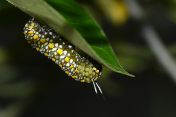 Big green caterpillar with white and yellow spots about to munch on a leaf