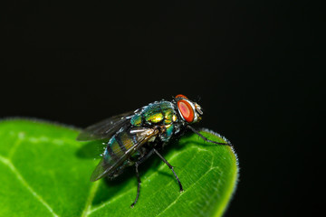 Macro shot of the insect flies on a green leaf with dark tone background.