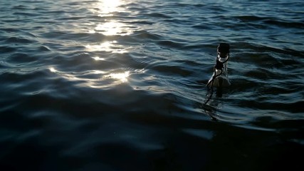 A bottle with a note swings on the waves