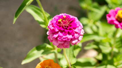 Zinnia