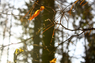 Cobweb on the branches in the autumn forest