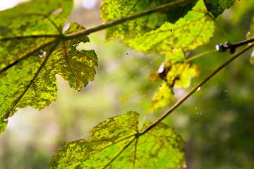 The web between the autumn leaves