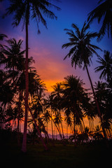 Silhouette coconut palm trees on beach at sunset. Vintage tone.