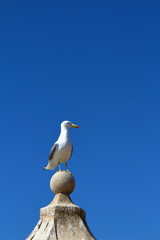 Seagull resting on monument