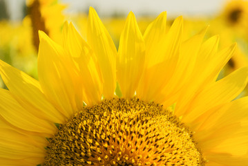 Fototapeta premium Sunflower field