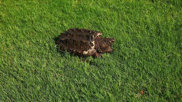 Alligator Snapping Turtle(Macrochelys temminckii) in grass.