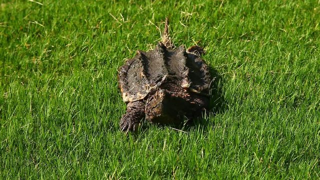 Alligator Snapping Turtle(Macrochelys temminckii) in grass.