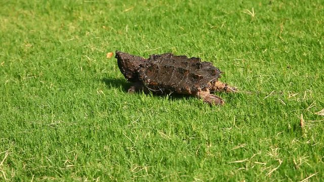 Alligator Snapping Turtle(Macrochelys temminckii) in grass.
