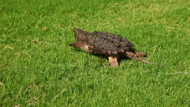 Alligator Snapping Turtle(Macrochelys temminckii) in grass.