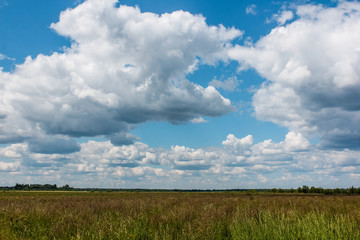 Obraz premium Летний пейзаж в поле 