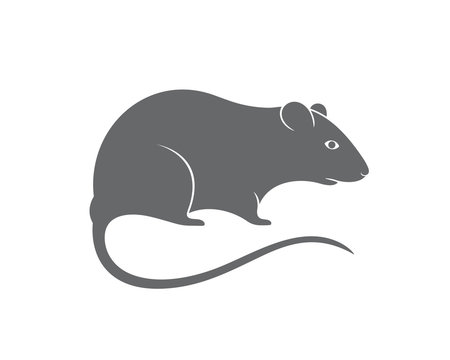 Gray rat. Mouse. Isolated rat on white background