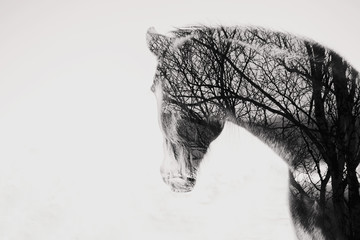 Double Exposure Horse