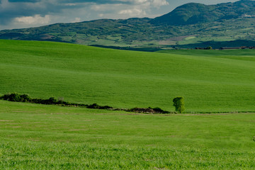 Fototapeta na wymiar Green hills of Tuscany in the province of siena, in the valley of the orci