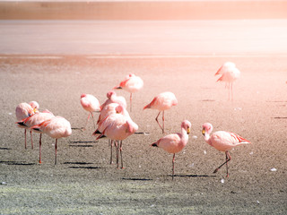 Pink flamingos at saline lake Laguna Hedionda, Andean Altiplano, Bolivia, South America.