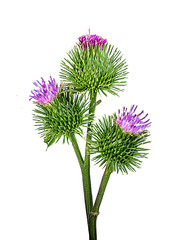 Prickly heads of burdock flowers on a white