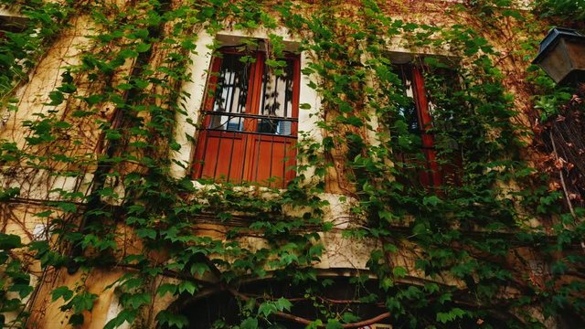 Facade of a medieval house in Rome. Covered with ivy