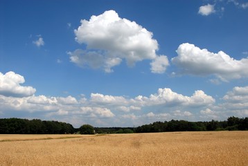 Getreidefeld bei Eggesin