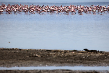 Pink Flamingoes - Lake Nukuru Nature Reserve - Kenya