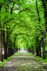 Alley of trees