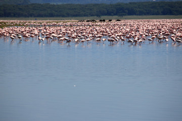 Fototapeta na wymiar Pink Flamingoes - Lake Nukuru Nature Reserve - Kenya
