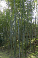 Fototapeta na wymiar Bamboo Forest in Kyoto Japan.