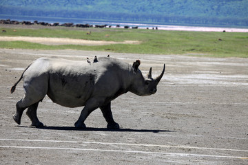 Rhino in Kenya
