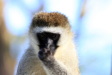 Vervet Monkey - Lake Nukuru Nature Reserve - Kenya