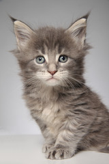Obraz premium kitten of maine coon on white background