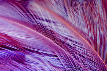 Violet color trends chicken feather texture background