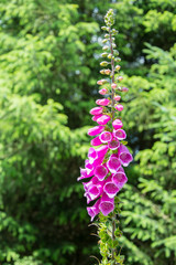 Foxglove plant with buds and fully open flowers