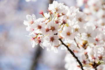 White cherry (Sakura) blossom in spring season with blue sky background