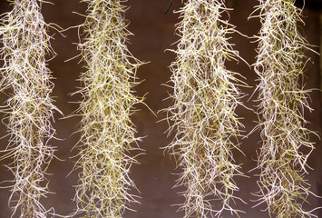 Hanging plant natural background