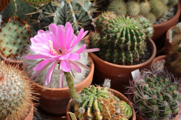 Pseudolobivia obrepanda purpurea cactus