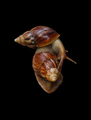 gastropod snail winkle isolated on black background.