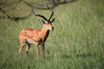 Naklejka na ściany i meble Impala - Lake Nukuru Nature Reserve - Kenya