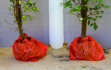 tree ready for preparation for planting