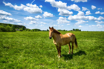Obraz premium Red horse with long mane