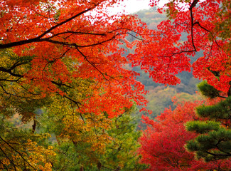 Beautiful autumn leaves in Kyoto, Japan. Maple trees are colored in burning red.
